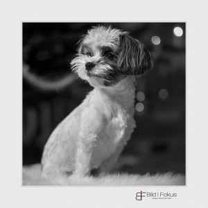 Wilma